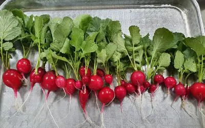 2021.06_텃밭 가꾸기