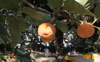 2022.10_수녀원 가을 정원