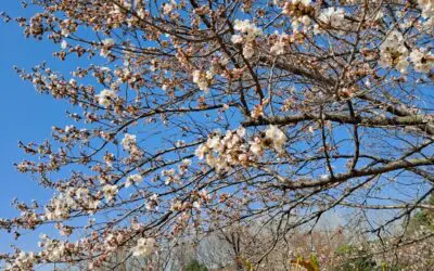 2023.03_봄의 시작