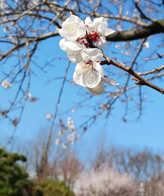 2025.04_수원의 봄