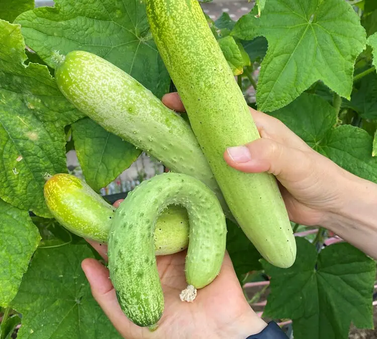 2025.08_땀의 결실