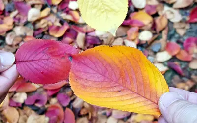 2025.11_가을입니다