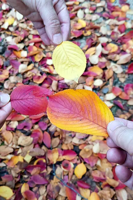 2025.11_가을입니다