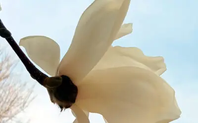 2026.04_정원의 부활